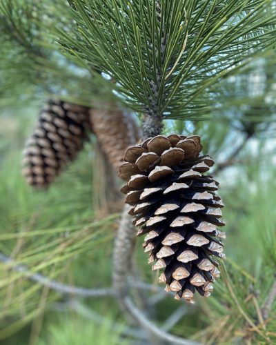 Céramiste à Bordeaux Pins et Palmiers